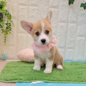 岡山県のウェルシュコーギーペンブローク (犬の家＆猫の里倉敷店/2026年5月26日生まれ/女の子/レッドホワイト)の子犬の1枚目の画像