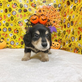 静岡県のミニチュアダックスフンド(ロング) (犬の家＆猫の里マークイズ静岡店/2025年8月4日生まれ/男の子/ブラックイエロー)の子犬の3枚目の画像