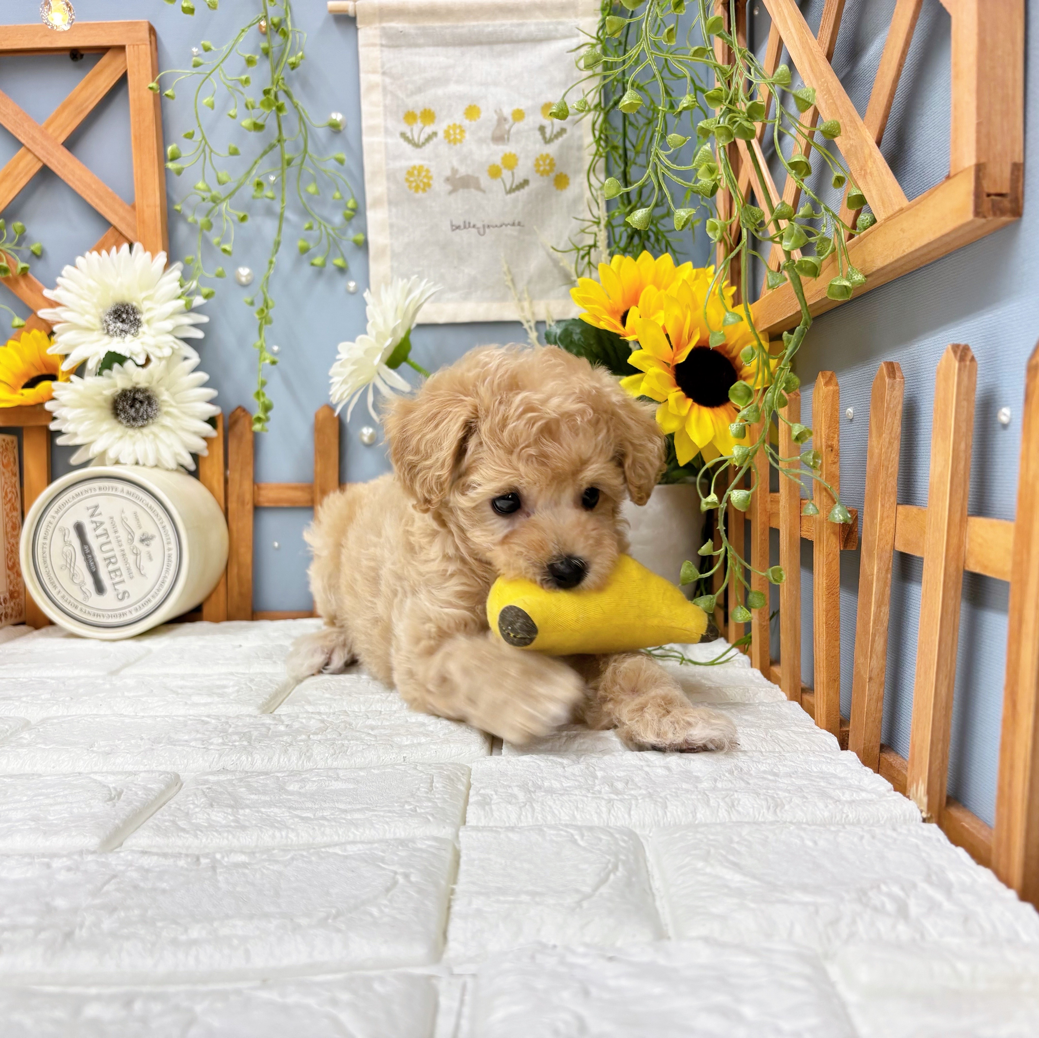 千葉県のビションプー(ビションフリーゼ×プードル) (犬の家＆猫の里ワンズモール稲毛店/2025年8月4日生まれ/女の子/アプリコット)の子犬の3枚目の画像