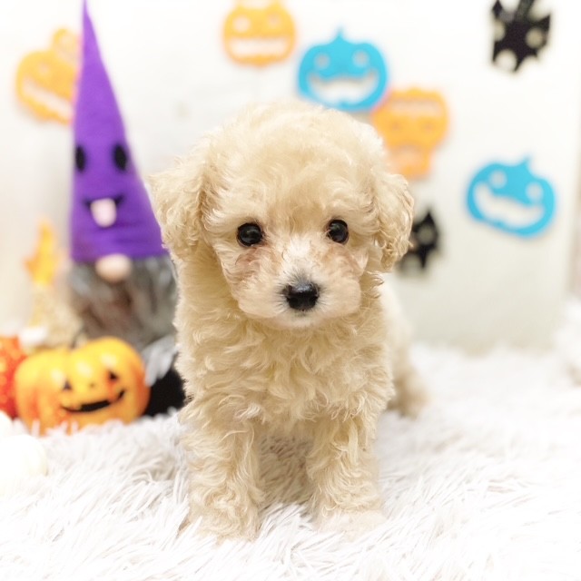 静岡県のビションプー(ビションフリーゼ×プードル) (犬の家＆猫の里藤枝店/2025年8月4日生まれ/男の子/アプリコット)の子犬の3枚目の画像