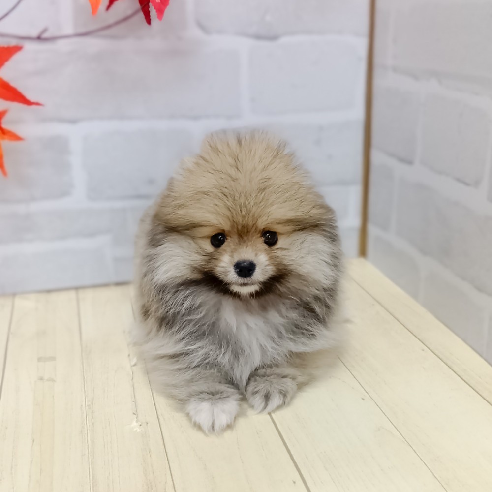 静岡県のポメラニアン (犬の家＆猫の里プレ葉ウォーク浜北店/2025年8月5日生まれ/男の子/オレンジセーブル)の子犬の3枚目の画像