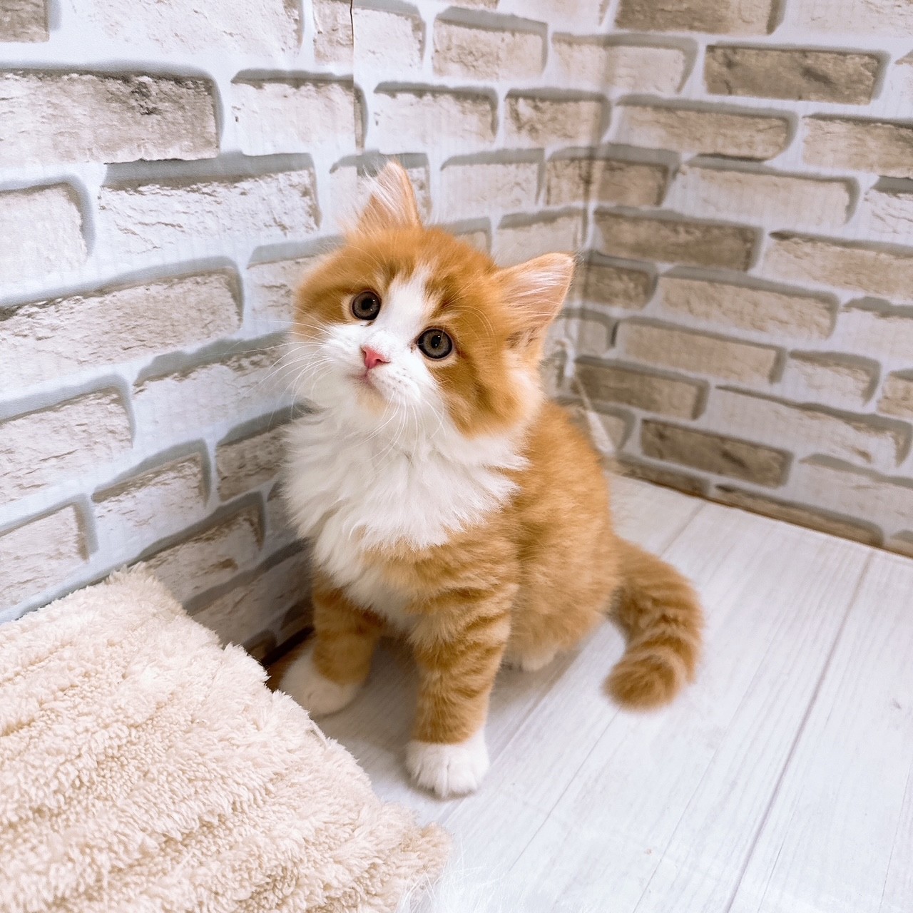 神奈川県のサイベリアン (犬の家＆猫の里モザイクモール港北店/2025年8月2日生まれ/男の子/レッドタビーホワイト)の子猫の3枚目の画像