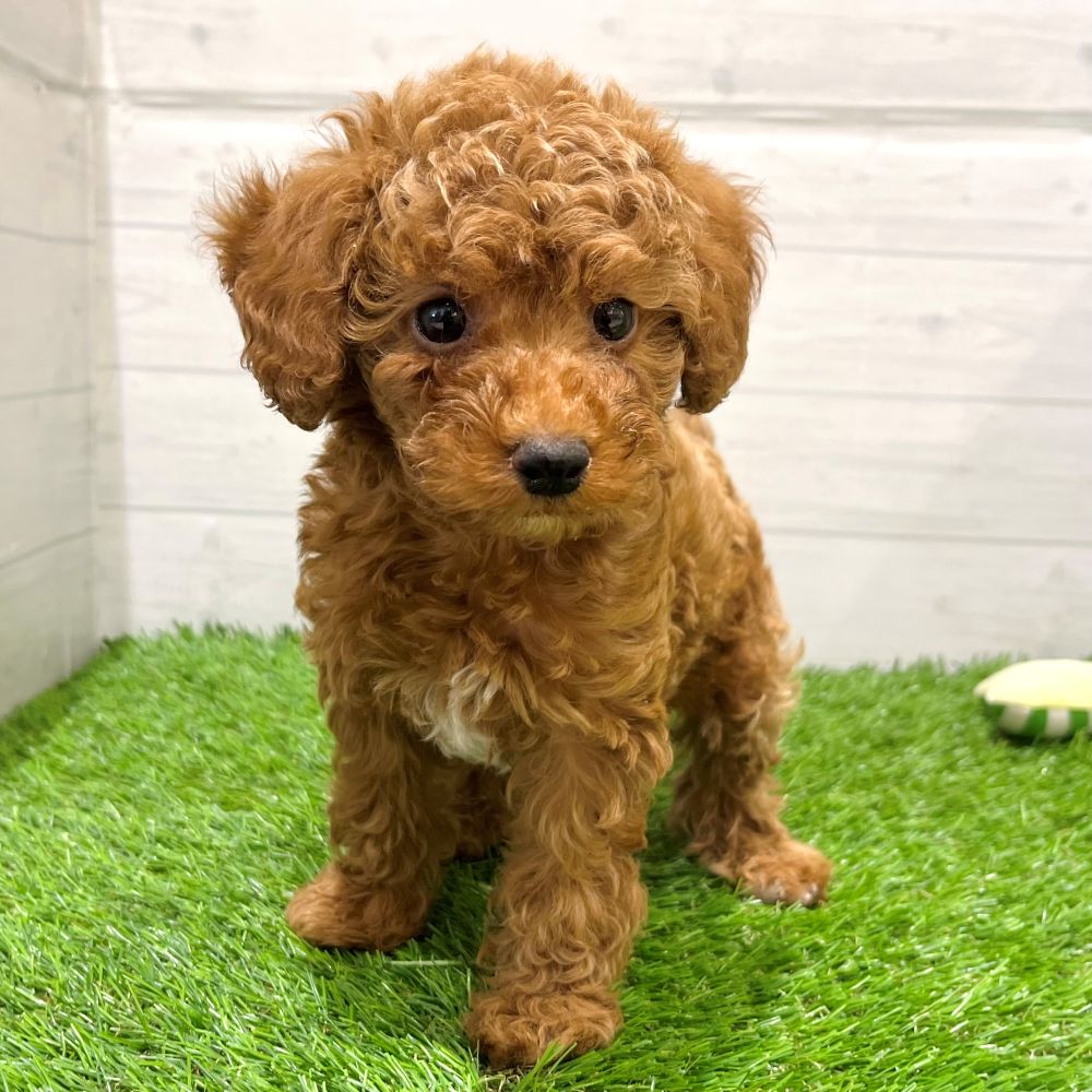 愛知県のトイプードル(トイ) (犬の家＆猫の里豊田店/2025年8月4日生まれ/男の子/アプリコット)の子犬の3枚目の画像