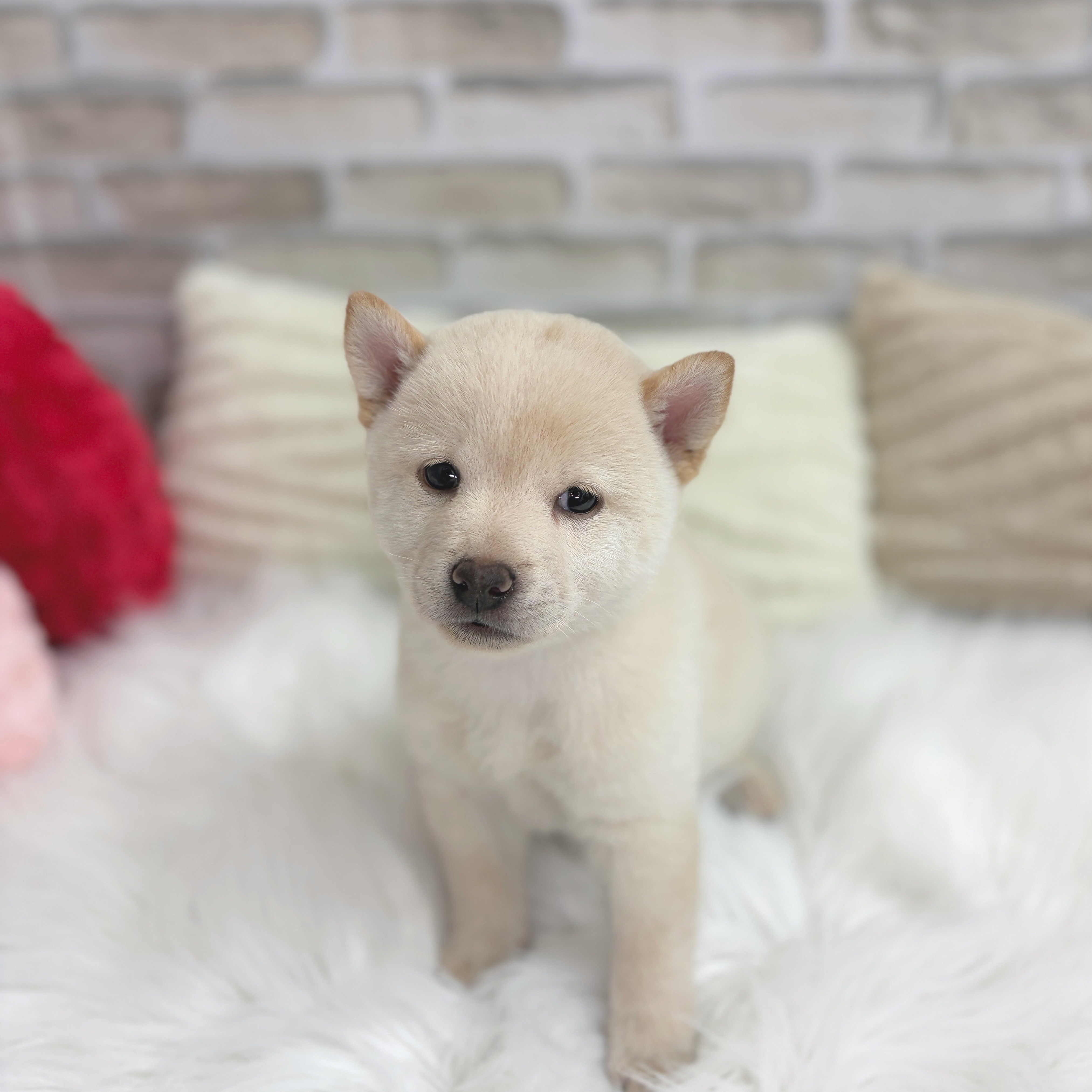 神奈川県の豆柴 (犬の家＆猫の里モザイクモール港北店/2025年8月3日生まれ/男の子/白)の子犬の3枚目の画像