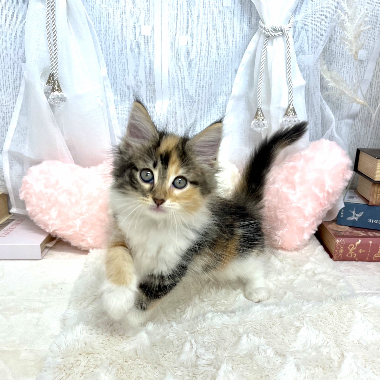 神奈川県のノルウェージャンフォレストキャット (犬の家＆猫の里相模原店/2025年8月2日生まれ/女の子/キャリコ)の子猫の3枚目の画像