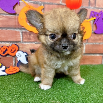 神奈川県のチワワ(ロング) (犬の家＆猫の里小田原店/2025年8月1日生まれ/男の子/レッドホワイト)の子犬の3枚目の画像