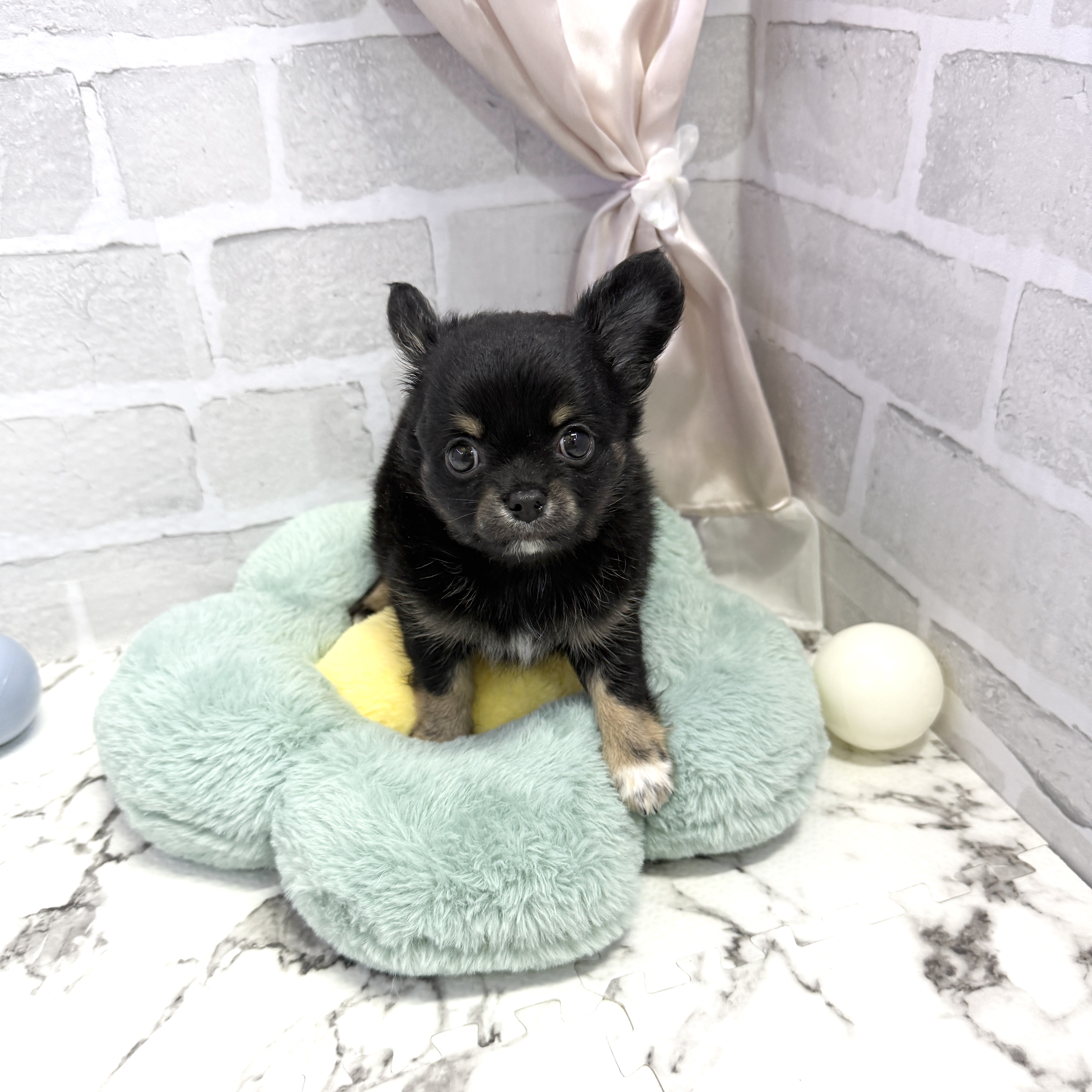 愛知県のチワワ(ロング) (犬の家＆猫の里岡崎店/2025年8月3日生まれ/男の子/ブラックタンホワイト)の子犬の3枚目の画像