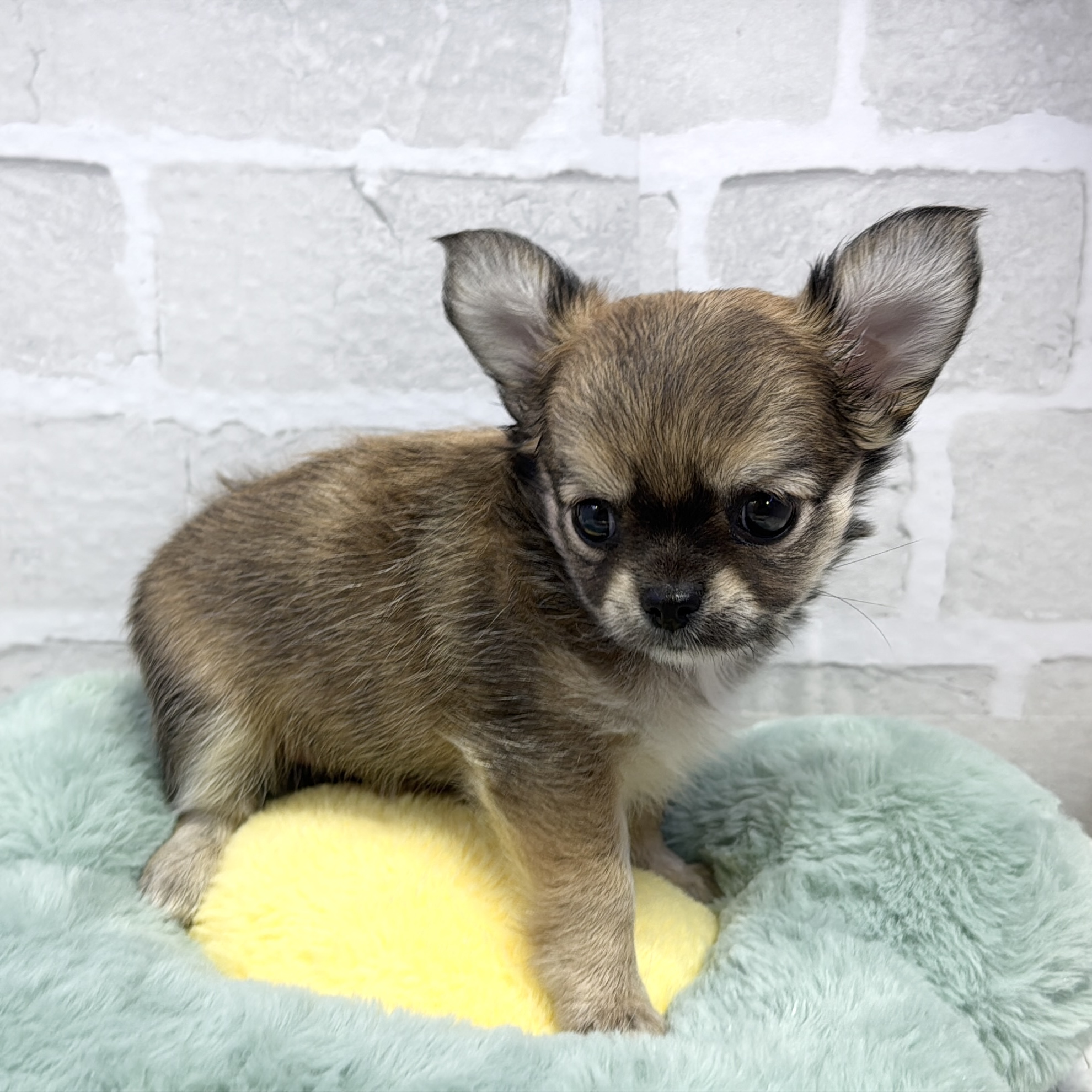 愛知県のチワワ(ロング) (犬の家＆猫の里岡崎店/2025年8月3日生まれ/女の子/レッドホワイト)の子犬の3枚目の画像