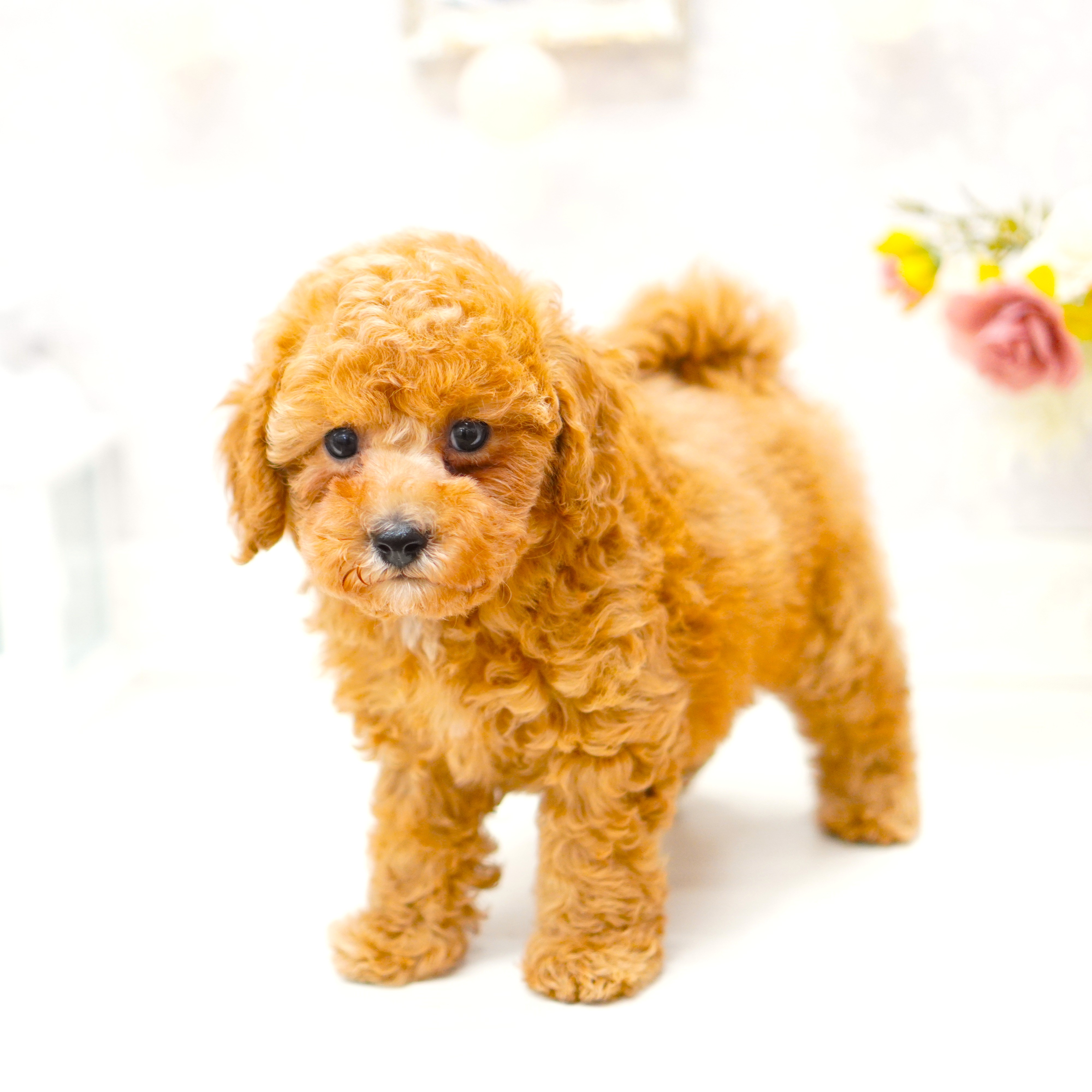 富山県のトイプードル(トイ) (犬の家＆猫の里アミーゴ山室店/2025年8月1日生まれ/男の子/オレンジフォーン)の子犬の3枚目の画像