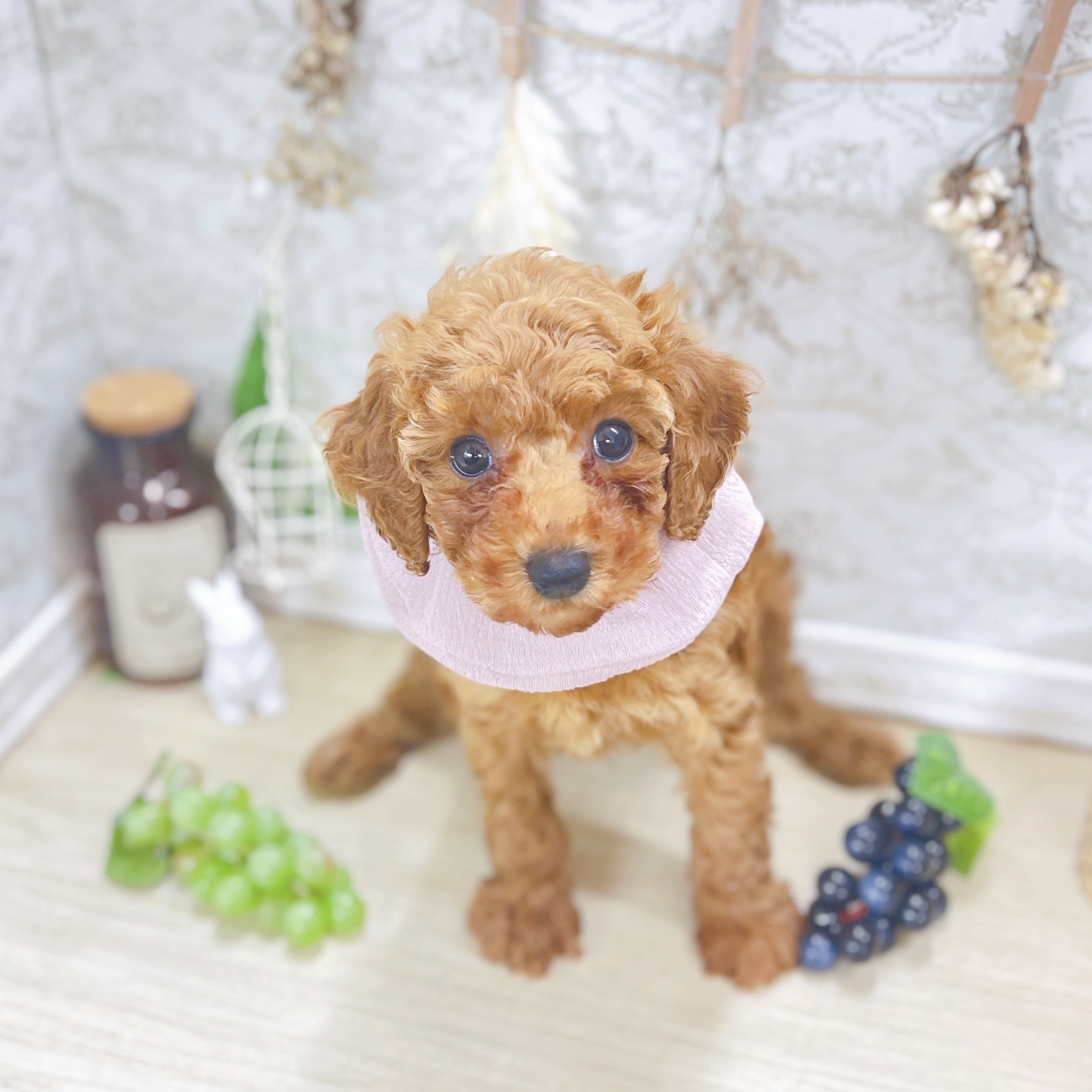 福井県のトイプードル(トイ) (犬の家＆猫の里アミーゴ福井大和田店/2025年8月4日生まれ/女の子/レッド)の子犬の3枚目の画像