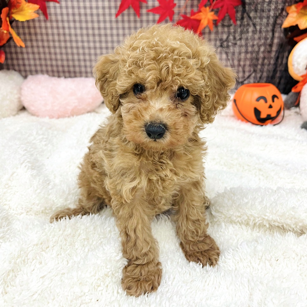愛知県のトイプードル(トイ) (犬の家＆猫の里エアポートウォーク店/2025年8月4日生まれ/女の子/アプリコット)の子犬の3枚目の画像