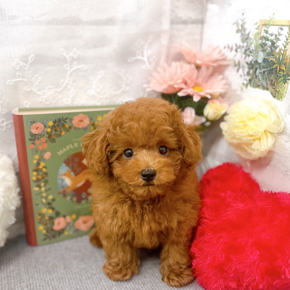 京都府のトイプードル(トイ) (犬の家＆猫の里京都樟葉店/2025年8月4日生まれ/男の子/レッドフォーン)の子犬の1枚目の画像