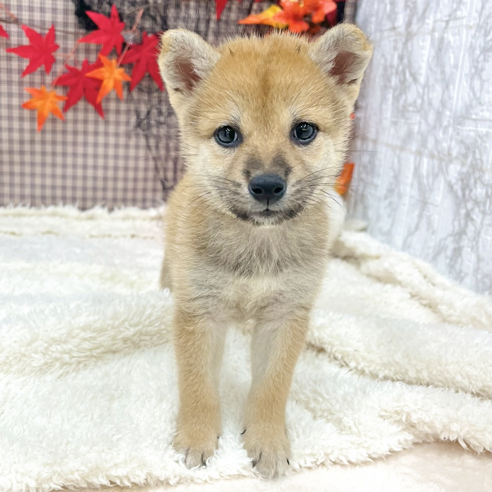 愛知県の柴犬(標準サイズ) (犬の家＆猫の里エアポートウォーク店/2025年8月5日生まれ/女の子/赤)の子犬の3枚目の画像