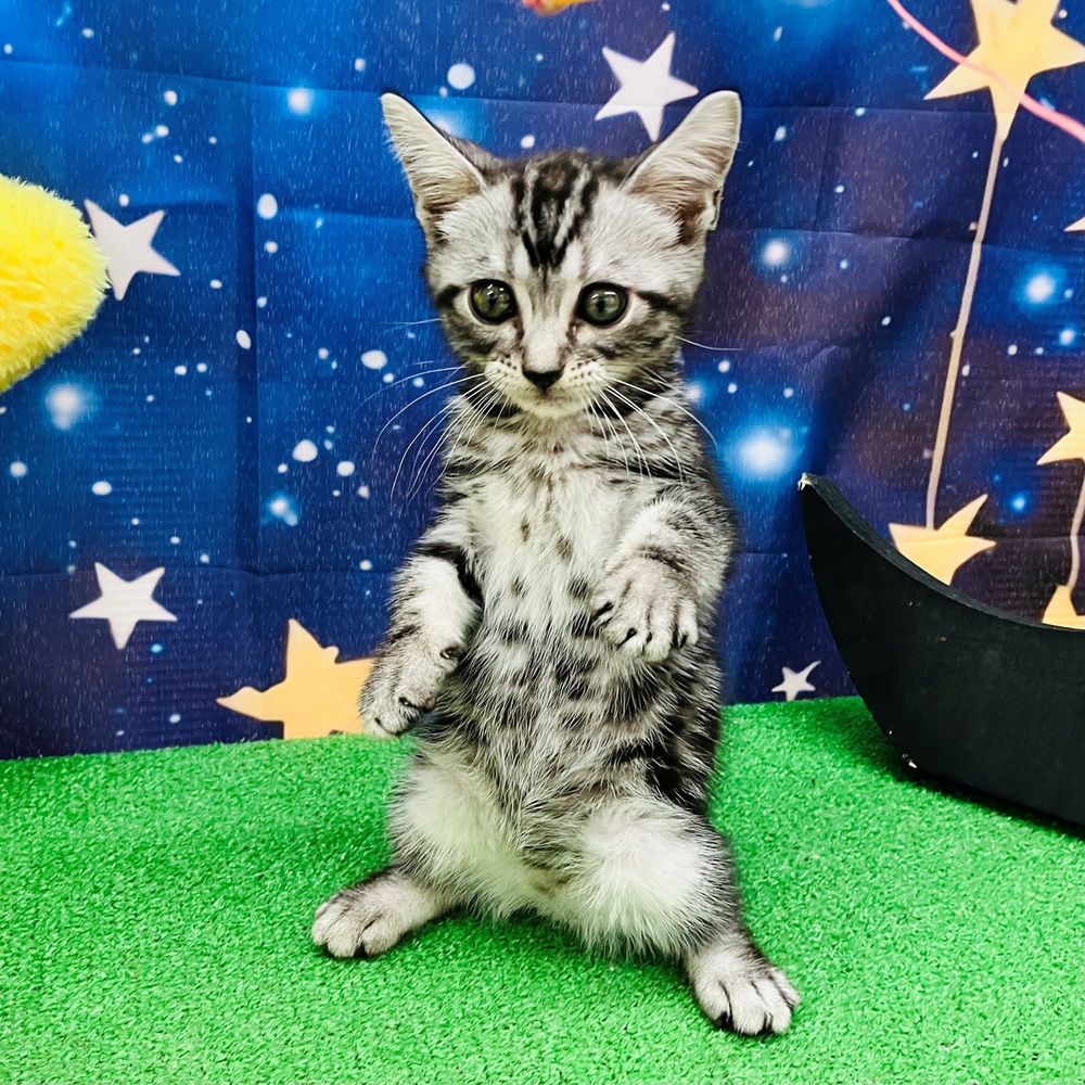 愛知県のアメリカンショートヘアー (犬の家＆猫の里名古屋天白店/2025年8月4日生まれ/男の子/シルバータビー)の子猫の3枚目の画像