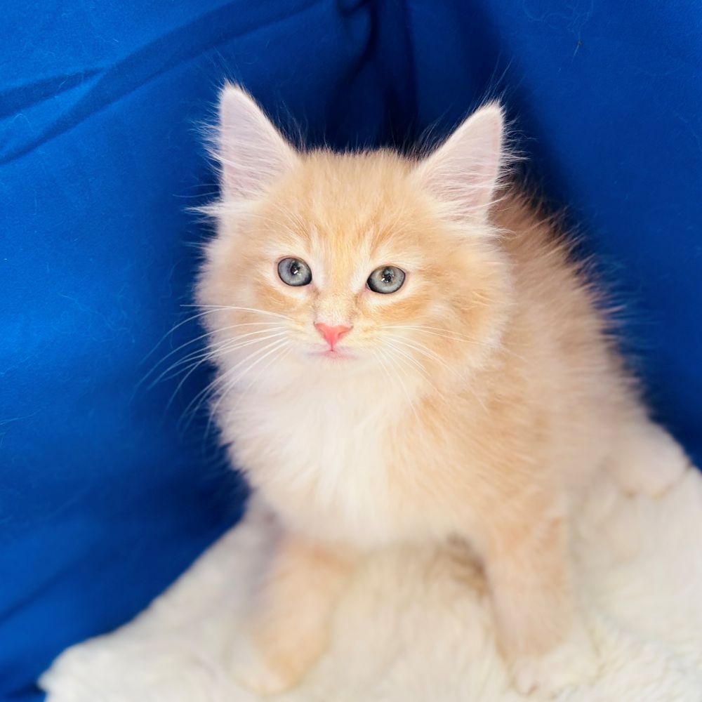愛知県のノルウェージャンフォレストキャット (犬の家＆猫の里愛知刈谷店/2025年8月6日生まれ/男の子/クリームタビーホワイト)の子猫の3枚目の画像