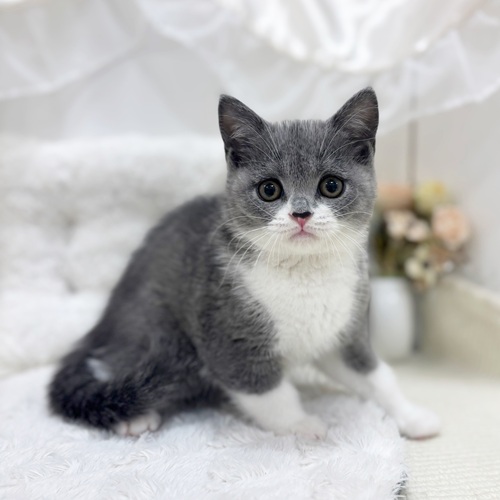 岐阜県のブリティッシュショートヘアー (犬の家＆猫の里カラフルタウン岐阜店/2025年8月2日生まれ/女の子/ブルーホワイト)の子猫