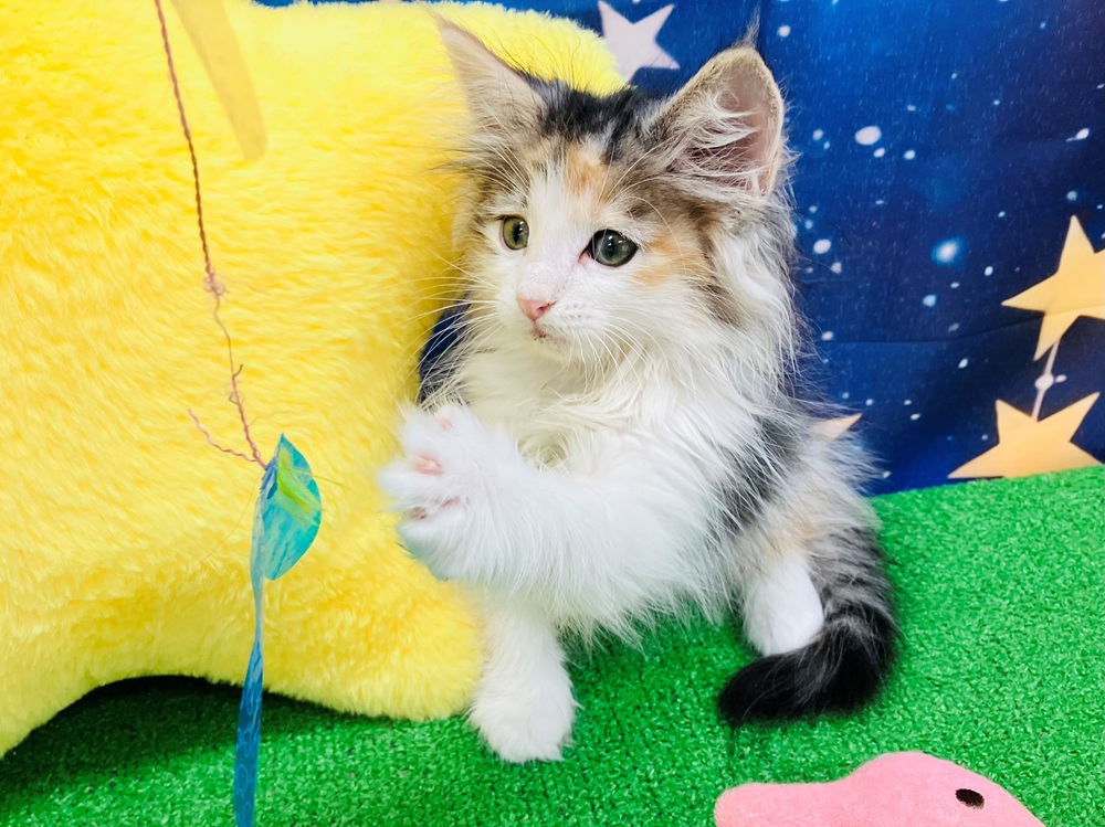 愛知県のノルウェージャンフォレストキャット (犬の家＆猫の里名古屋天白店/2025年8月6日生まれ/女の子/ブルーパッチドタビーホワイト)の子猫の3枚目の画像