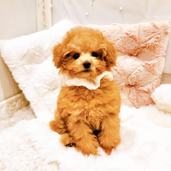 福井県のトイプードル(ティーカップ) (犬の家＆猫の里福井店/2025年8月3日生まれ/女の子/オレンジフォーン)の子犬の3枚目の画像