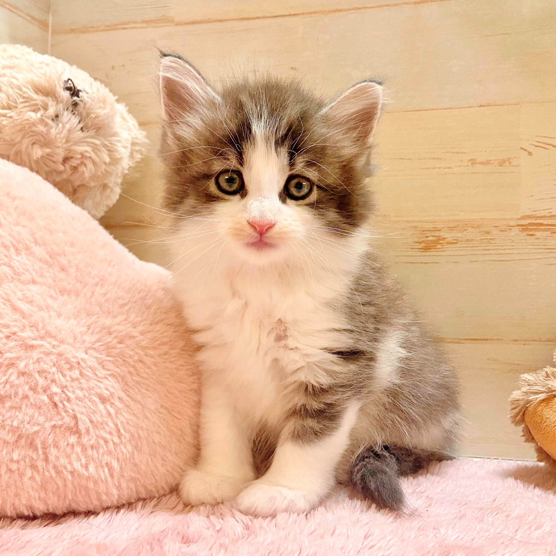 兵庫県のノルウェージャンフォレストキャット (犬の家＆猫の里神戸店/2025年8月5日生まれ/男の子/シルバータビーホワイト)の子猫の1枚目の画像