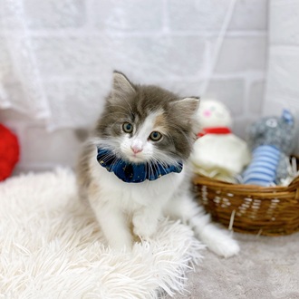 滋賀県のノルウェージャンフォレストキャット (犬の家＆猫の里長浜店/2025年8月7日生まれ/女の子/ブルーパッチドタビーホワイト)の子猫の3枚目の画像