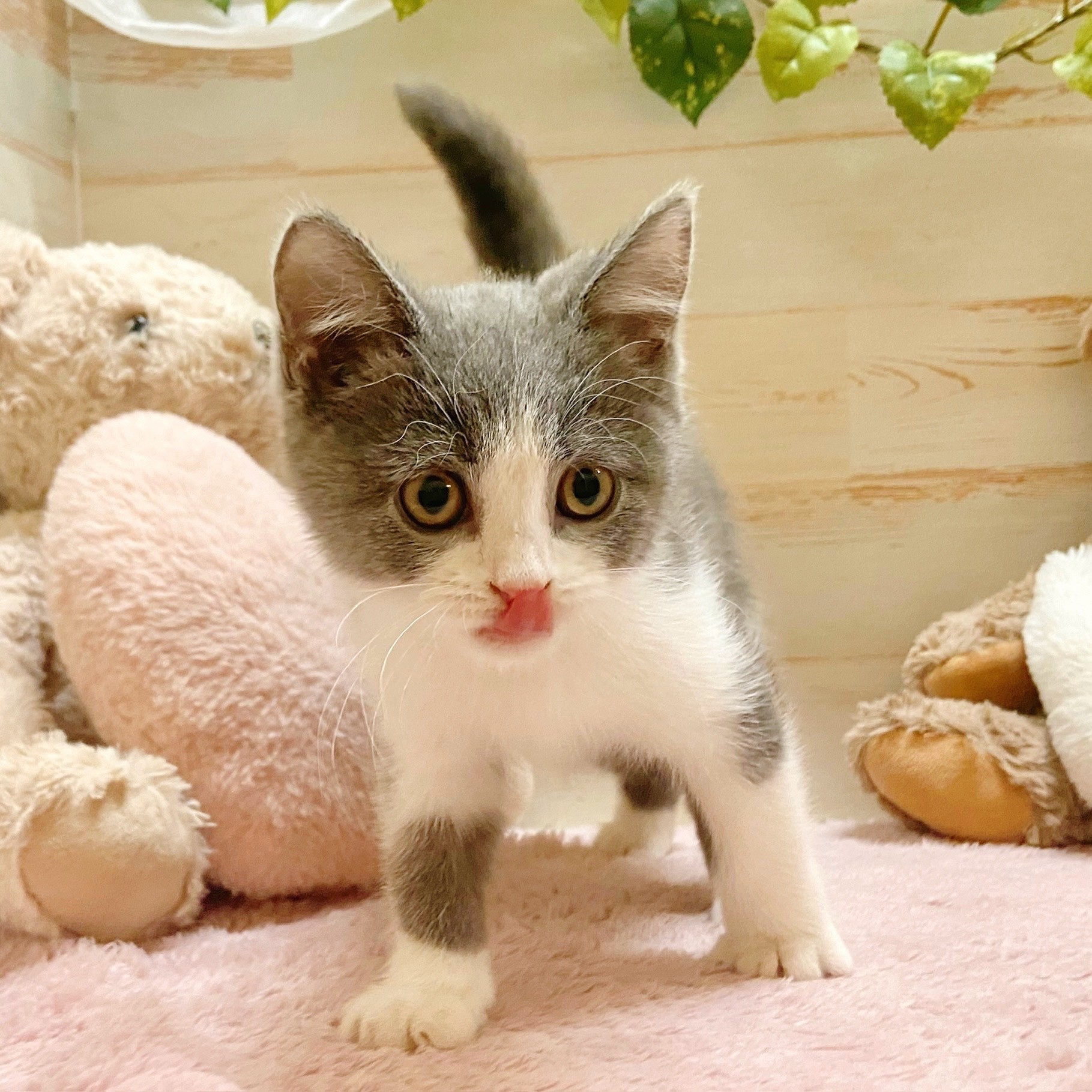兵庫県のブリティッシュショートヘアー (犬の家＆猫の里神戸店/2025年8月5日生まれ/男の子/ブルーホワイト)の子猫の3枚目の画像