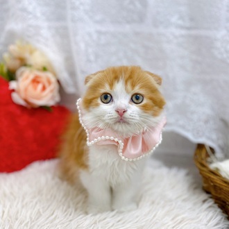滋賀県のスコティッシュフォールド (犬の家＆猫の里長浜店/2025年7月31日生まれ/男の子/レッドタビーホワイト)の子猫の3枚目の画像