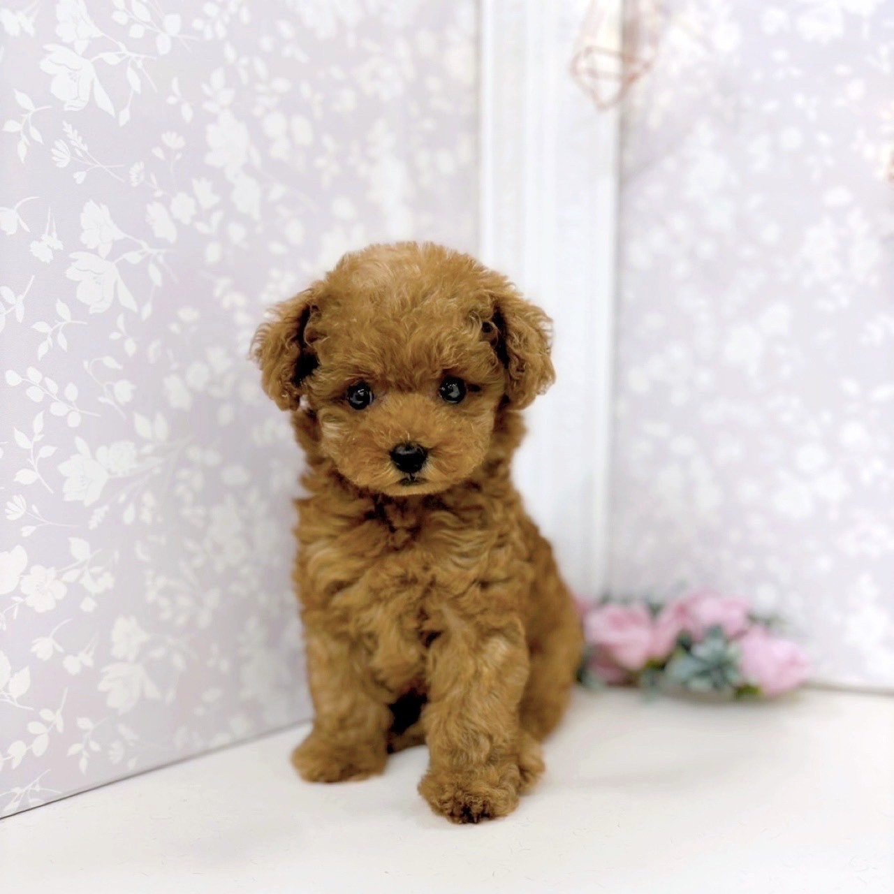 富山県のタイニープードル (犬の家&猫の里アミーゴ高岡蓮花寺店/2025年8月7日生まれ/女の子/レッド)の子犬