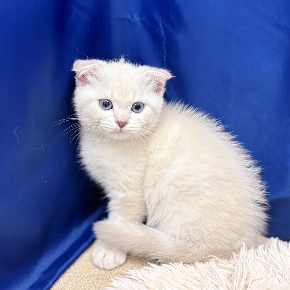 岐阜県のスコティッシュフォールド (犬の家＆猫の里中津川店/2025年8月7日生まれ/女の子/ブルーリンクスポイント)の子猫の3枚目の画像