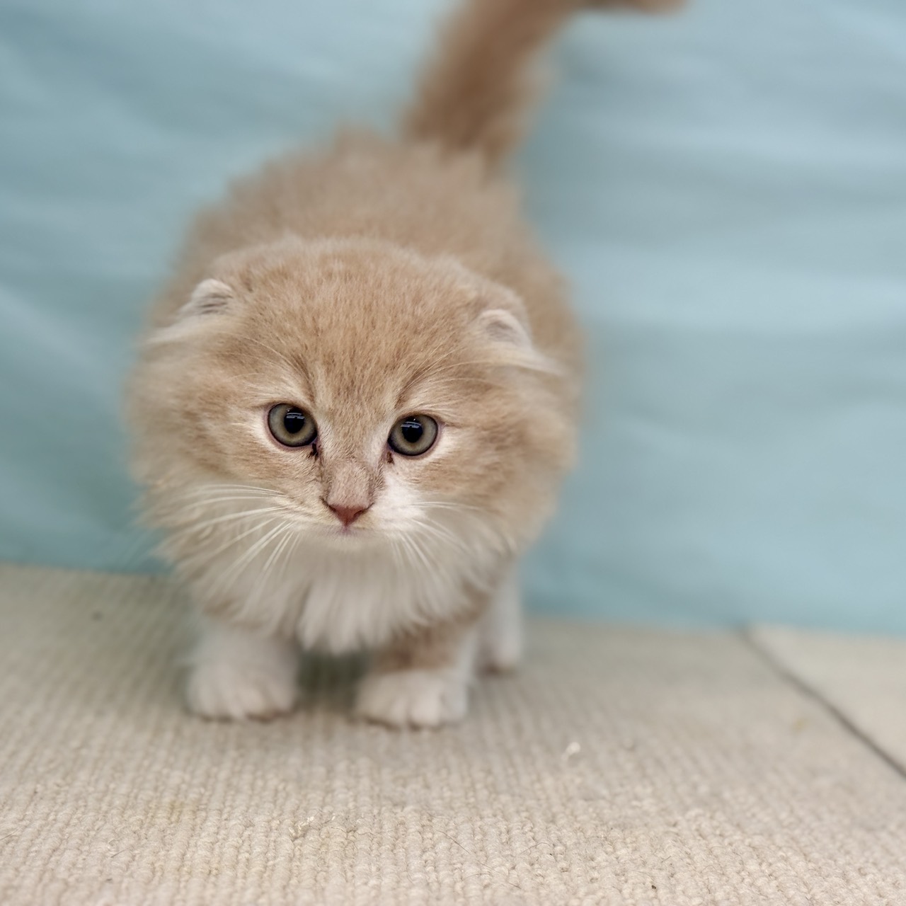愛知県のスコティッシュフォールド (犬の家＆猫の里春日井本店/2025年8月5日生まれ/男の子/クリームタビーホワイト)の子猫の3枚目の画像
