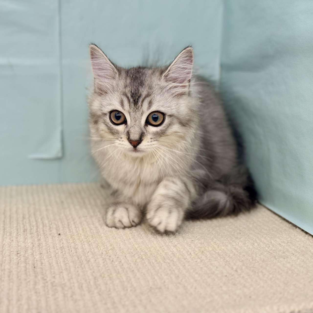 愛知県のマンチカン (犬の家＆猫の里春日井本店/2025年7月31日生まれ/男の子/シルバータビーホワイト)の子猫の3枚目の画像