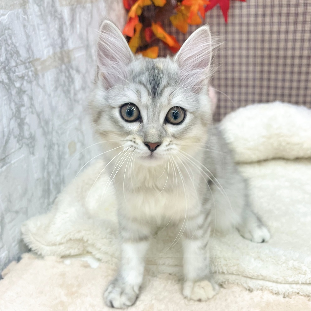 愛知県のマンチカン (犬の家＆猫の里エアポートウォーク店/2025年7月31日生まれ/女の子/シルバーパッチドタビーホワイト)の子猫の3枚目の画像