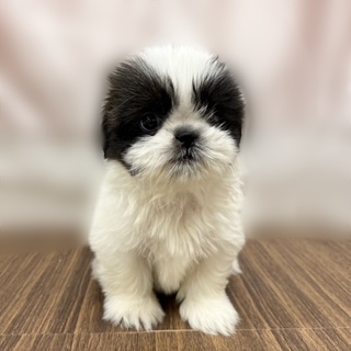 兵庫県のシーズー (犬の家&猫の里カナート西神戸店/2025年8月4日生まれ/女の子/ゴールドホワイト)の子犬