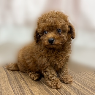兵庫県のトイプードル(トイ) (犬の家＆猫の里カナート西神戸店/2025年8月9日生まれ/男の子/レッド)の子犬の3枚目の画像