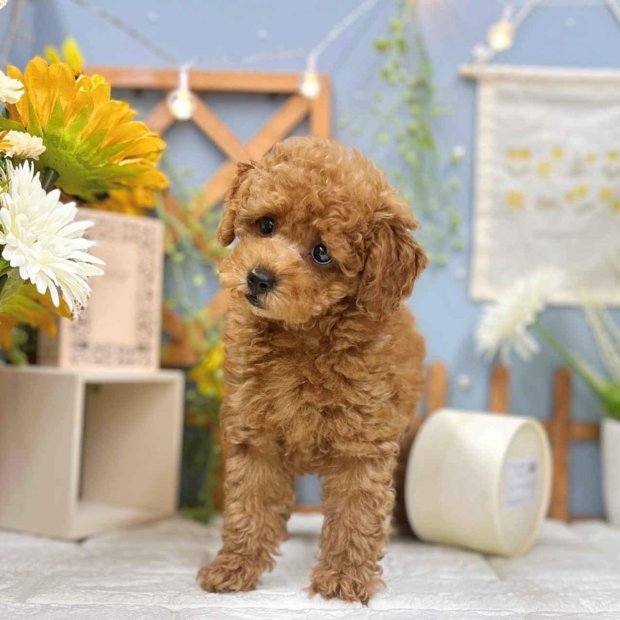 千葉県のトイプードル(トイ) (犬の家＆猫の里ワンズモール稲毛店/2025年8月10日生まれ/男の子/レッドフォーン)の子犬の3枚目の画像