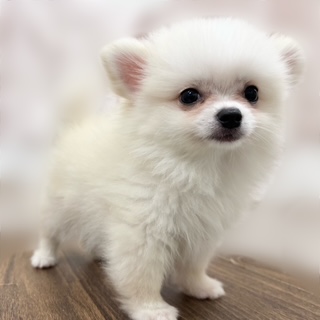 兵庫県のポメチワ/チワポメ/ポメチー(ポメラニアン×チワワ) (犬の家＆猫の里カナート西神戸店/2025年8月9日生まれ/男の子/クリーム)の子犬の3枚目の画像