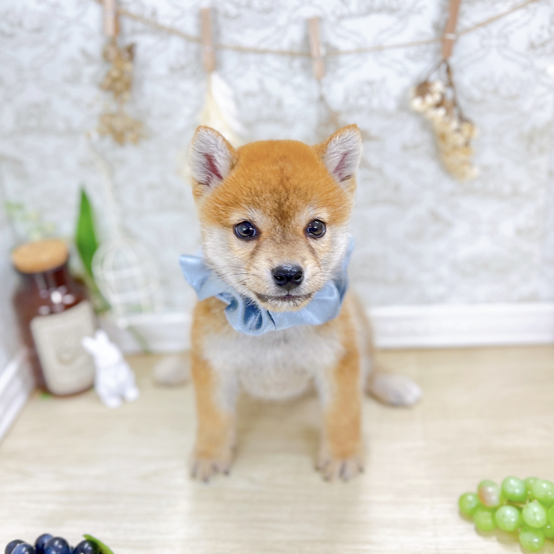 福井県の柴犬(標準サイズ) (犬の家＆猫の里アミーゴ福井大和田店/2025年8月7日生まれ/男の子/赤)の子犬の3枚目の画像