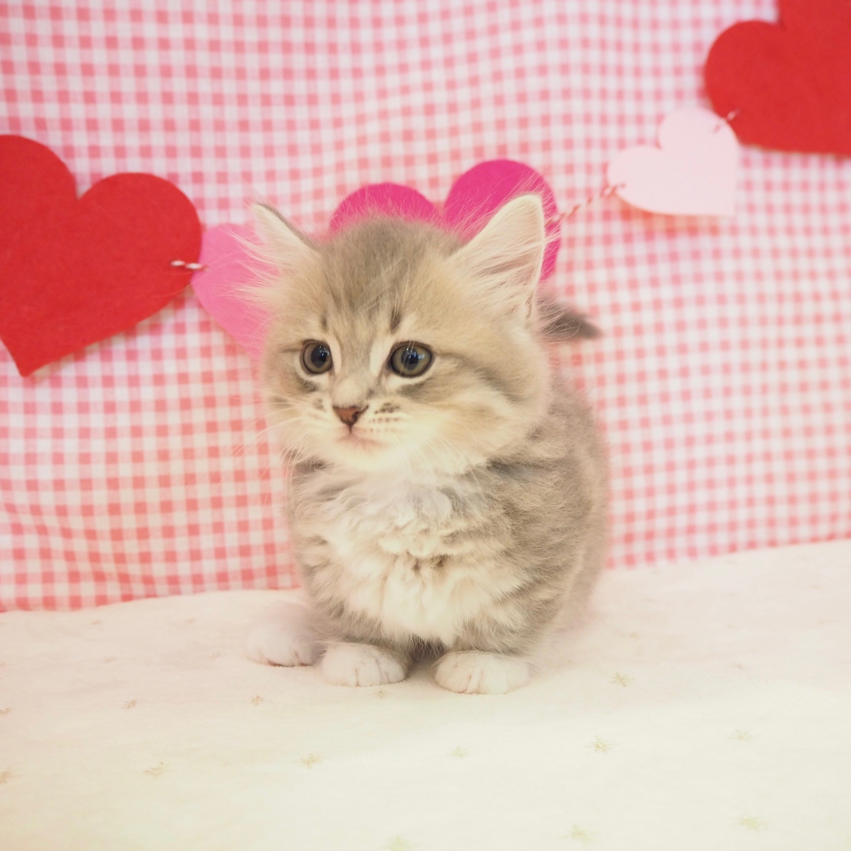 大阪府のミヌエット (犬の家&猫の里もりのみやキューズモールBASE店/2025年8月8日生まれ/女の子/ブルータビーホワイト)の子猫の3枚目の画像