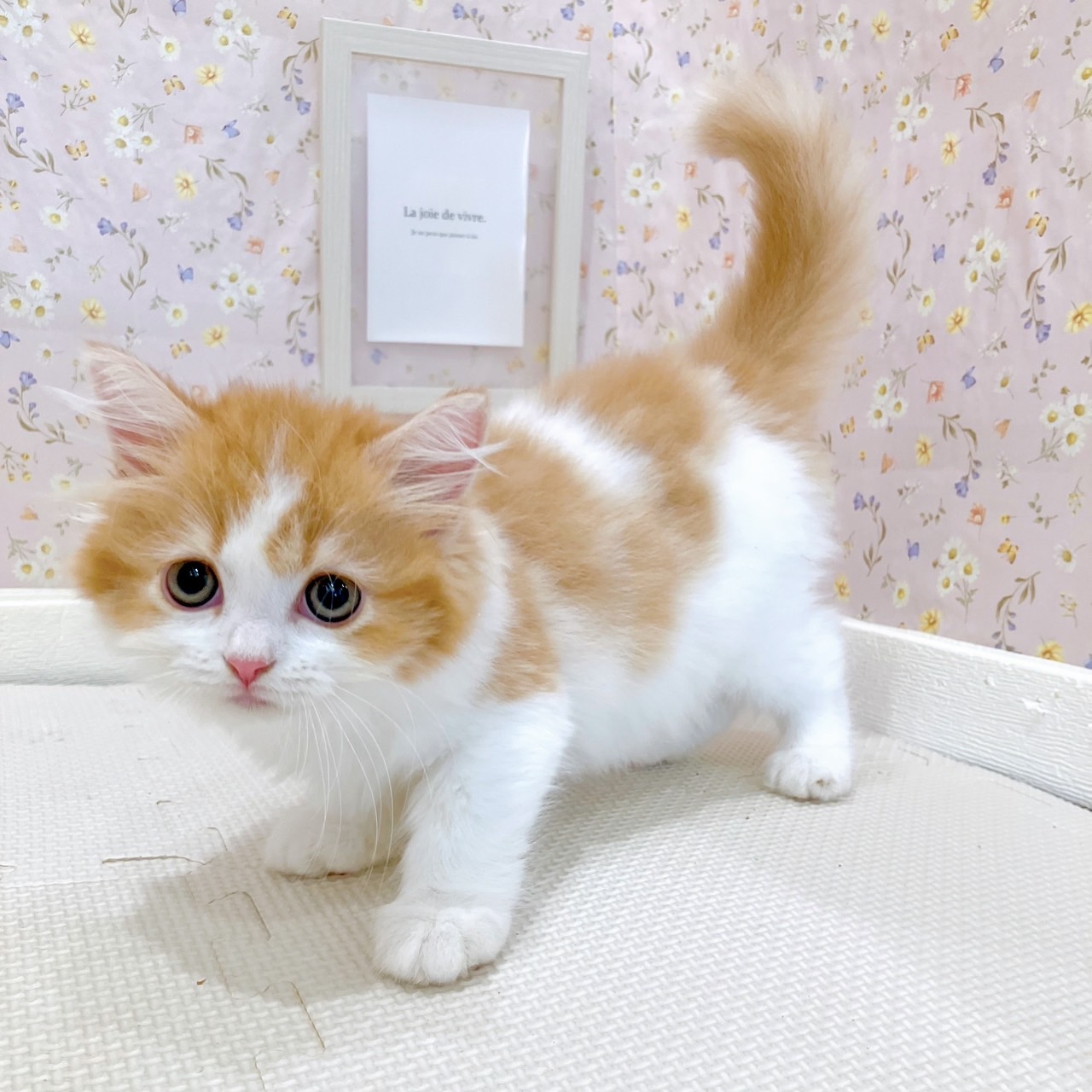 石川県のスコティッシュストレート (犬の家＆猫の里金沢店/2025年8月10日生まれ/女の子/レッドタビーホワイト)の子猫の3枚目の画像