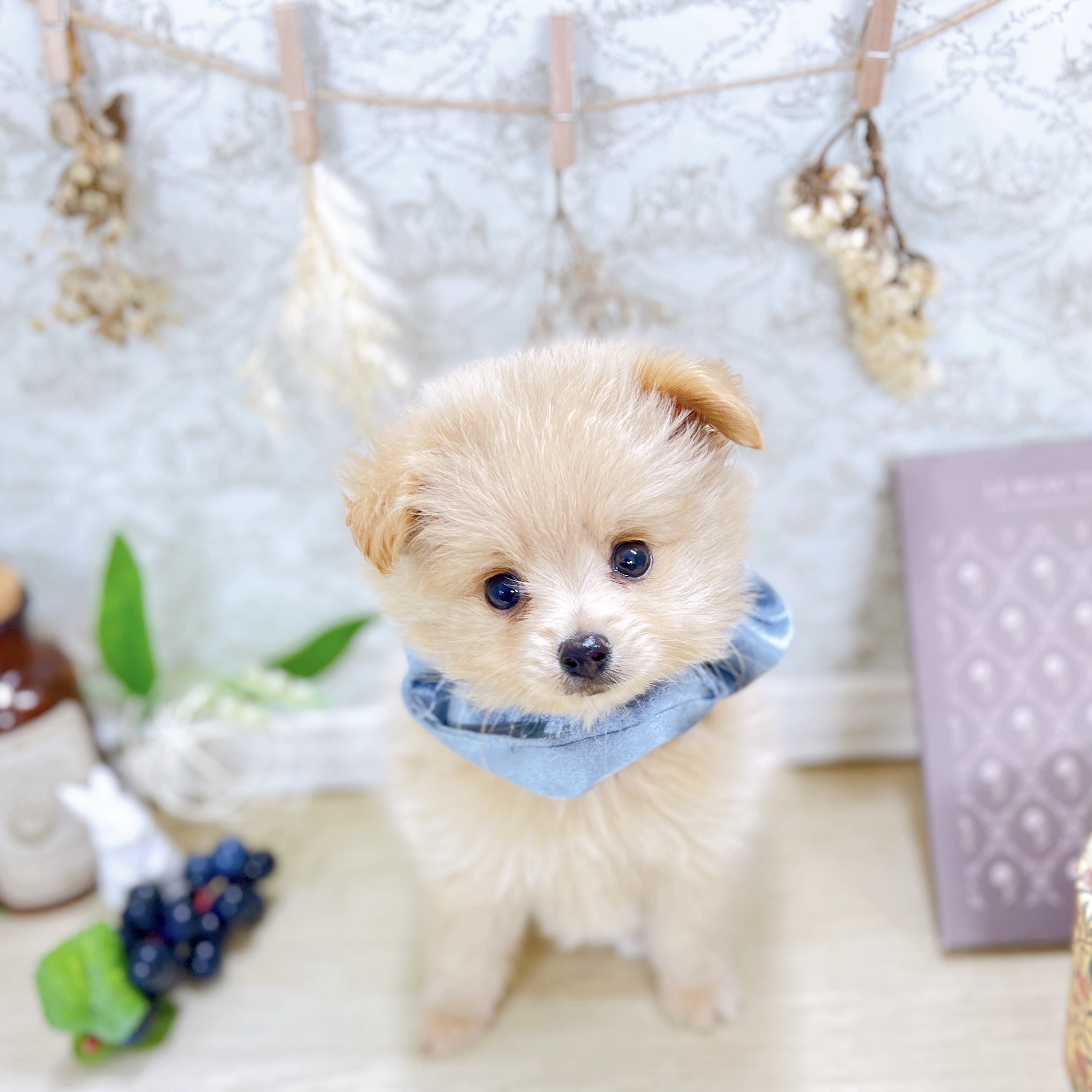 福井県のポメプー(ポメラニアン×プードル) (犬の家＆猫の里アミーゴ福井大和田店/2025年8月9日生まれ/男の子/クリーム)の子犬