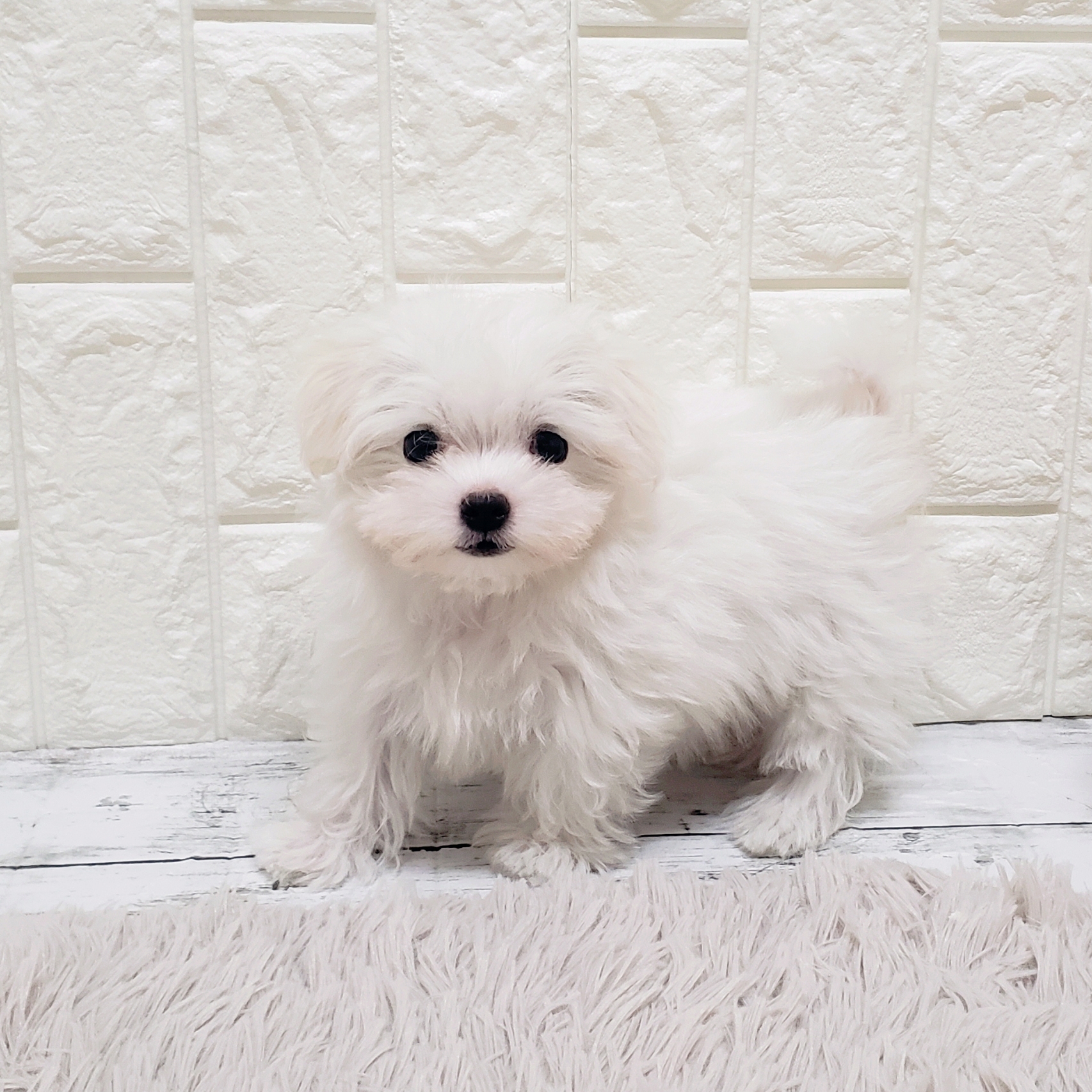 岡山県のマルチーズ (犬の家＆猫の里岡山店/2025年8月6日生まれ/男の子/ホワイト)の子犬の3枚目の画像