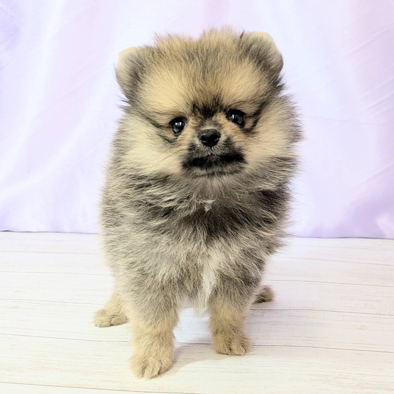 兵庫県のポメラニアン (犬の家＆猫の里尼崎店/2025年8月9日生まれ/女の子/ウルフセーブル)の子犬の1枚目の画像