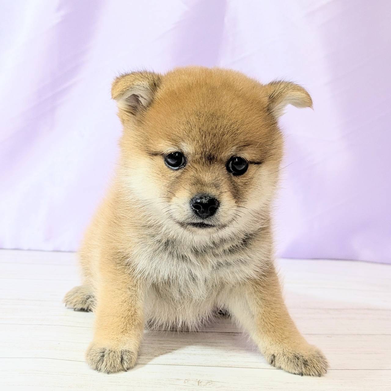 兵庫県のポメ柴/豆ポメ/ポメ豆柴(ポメラニアン×柴犬) (犬の家＆猫の里尼崎店/2025年8月10日生まれ/女の子/オレンジ)の子犬の1枚目の画像