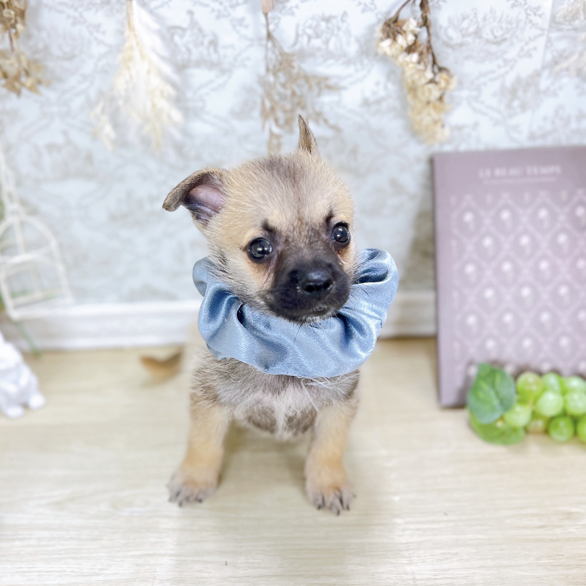 福井県のハーフ犬・ミックス犬 (犬の家＆猫の里アミーゴ福井大和田店/2025年8月8日生まれ/男の子/フォーン)の子犬の3枚目の画像