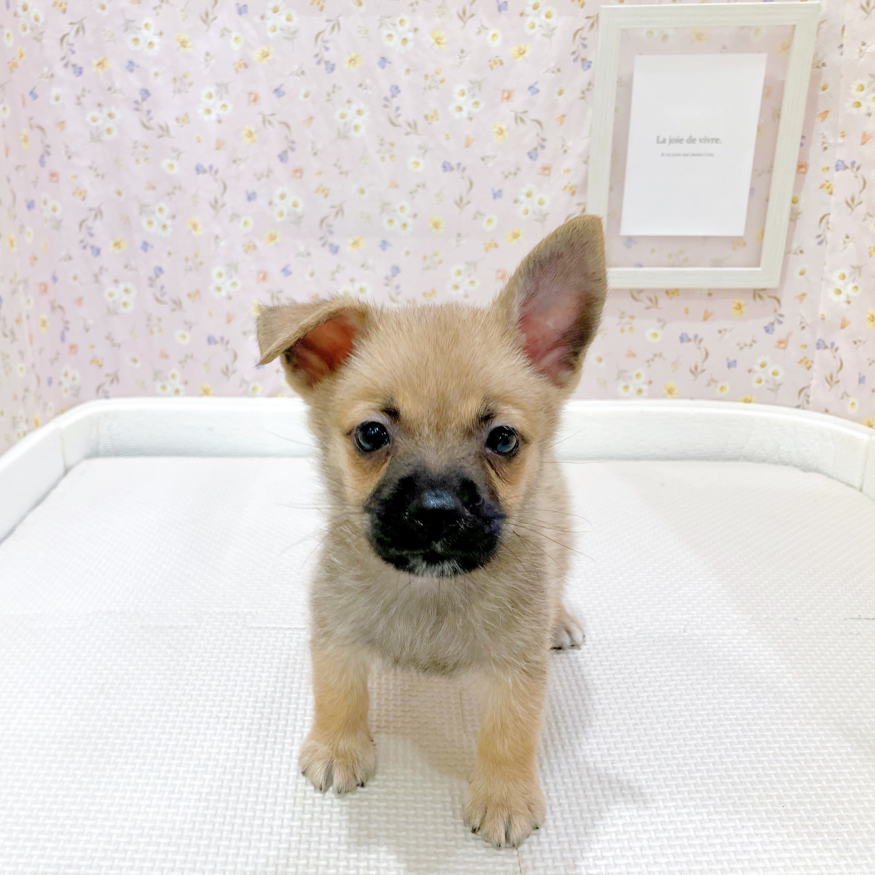 石川県のハーフ犬・ミックス犬 (犬の家＆猫の里金沢店/2025年8月8日生まれ/男の子/フォーン)の子犬の3枚目の画像