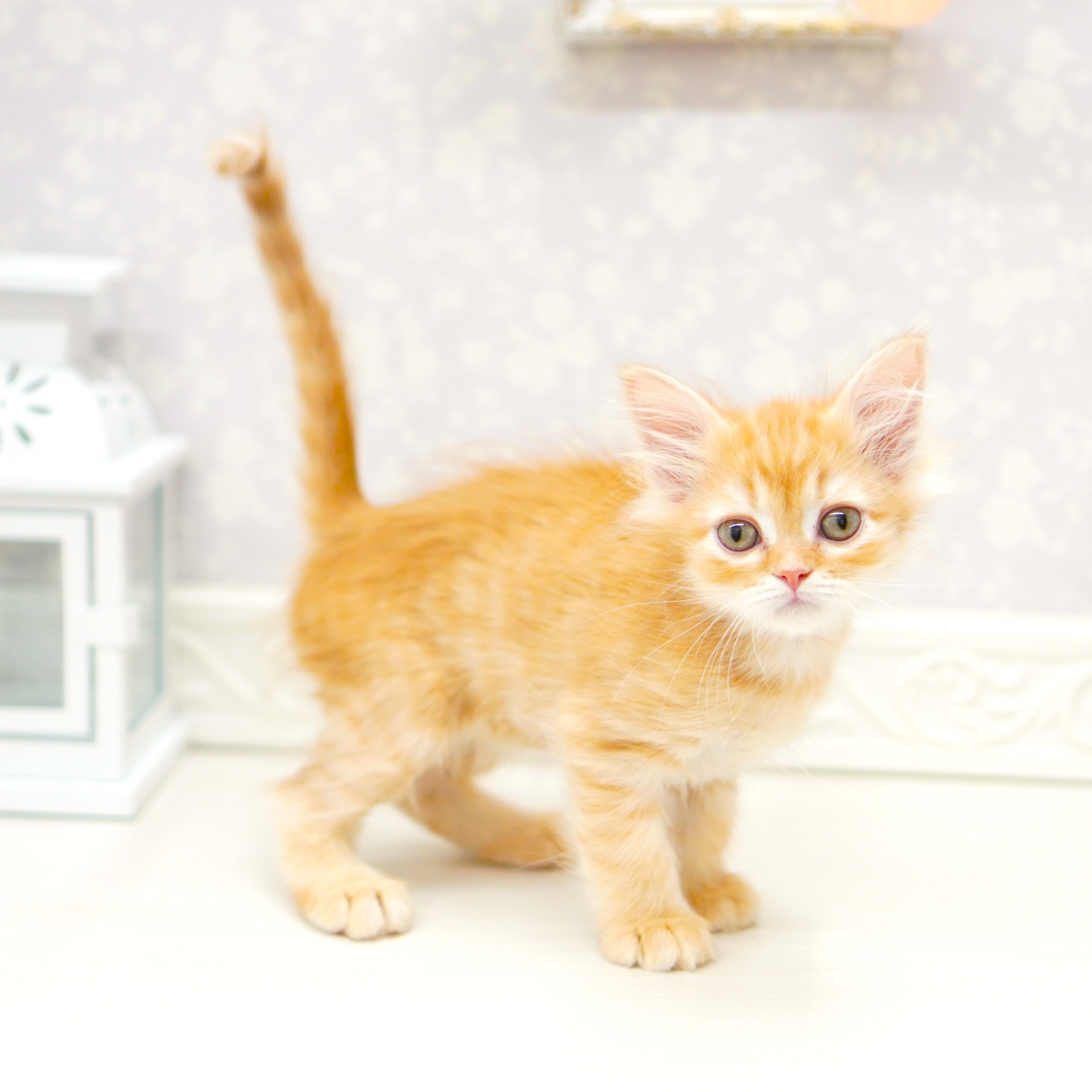 富山県のミヌエット (犬の家＆猫の里アミーゴ山室店/2025年7月28日生まれ/男の子/レッドタビー)の子猫の3枚目の画像