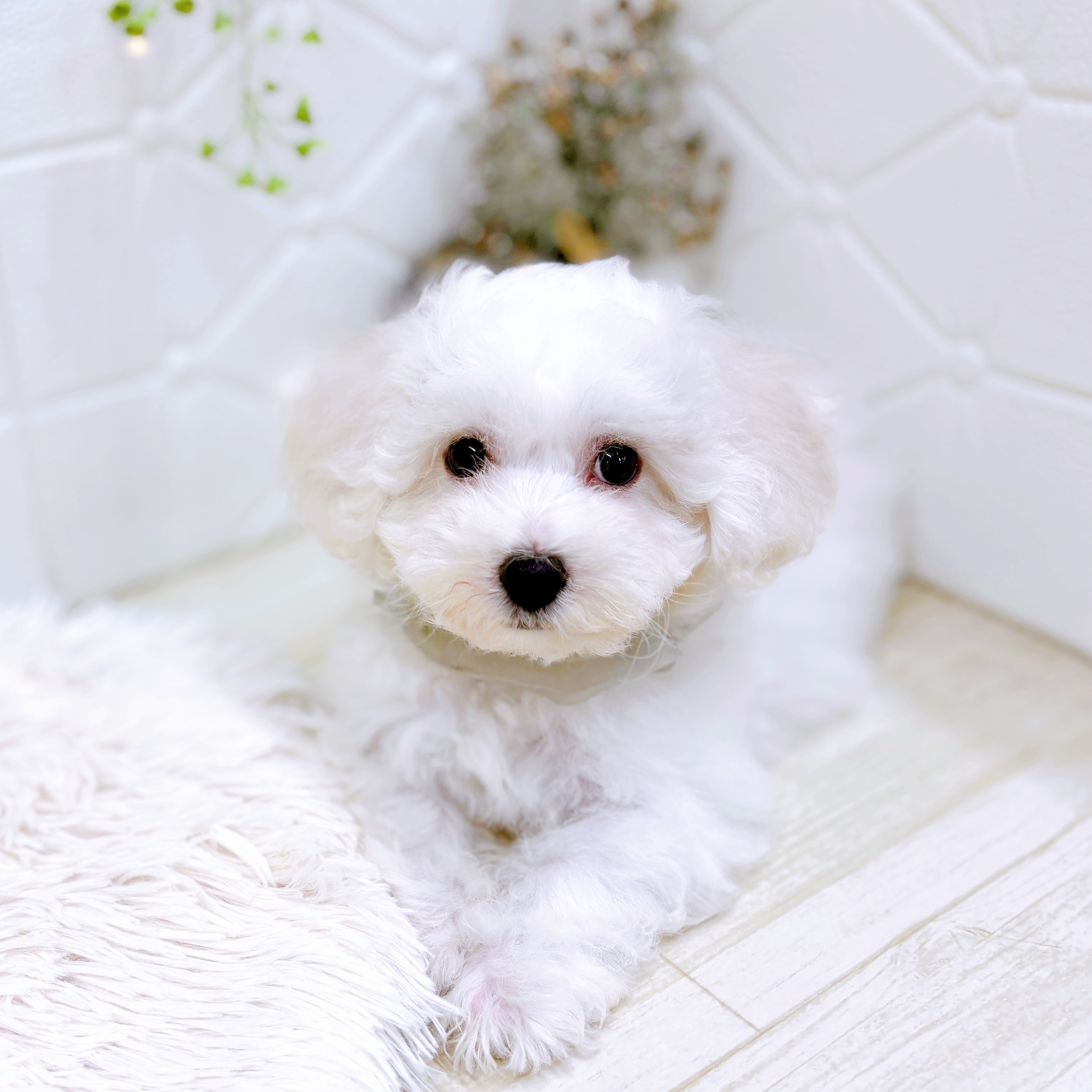 福井県のビションフリーゼ (犬の家＆猫の里アミーゴ福井店/2025年8月6日生まれ/男の子/ホワイト)の子犬の3枚目の画像