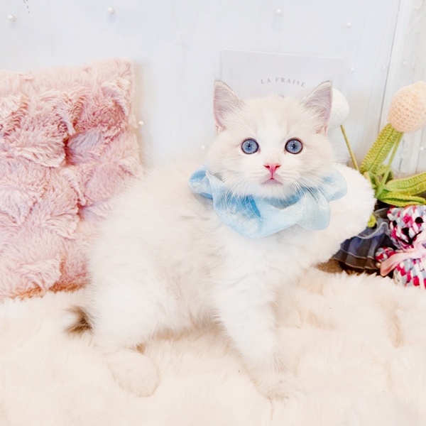 福井県のラグドール (犬の家＆猫の里福井店/2025年8月8日生まれ/男の子/ブルーポイントバイカラー)の子猫の3枚目の画像