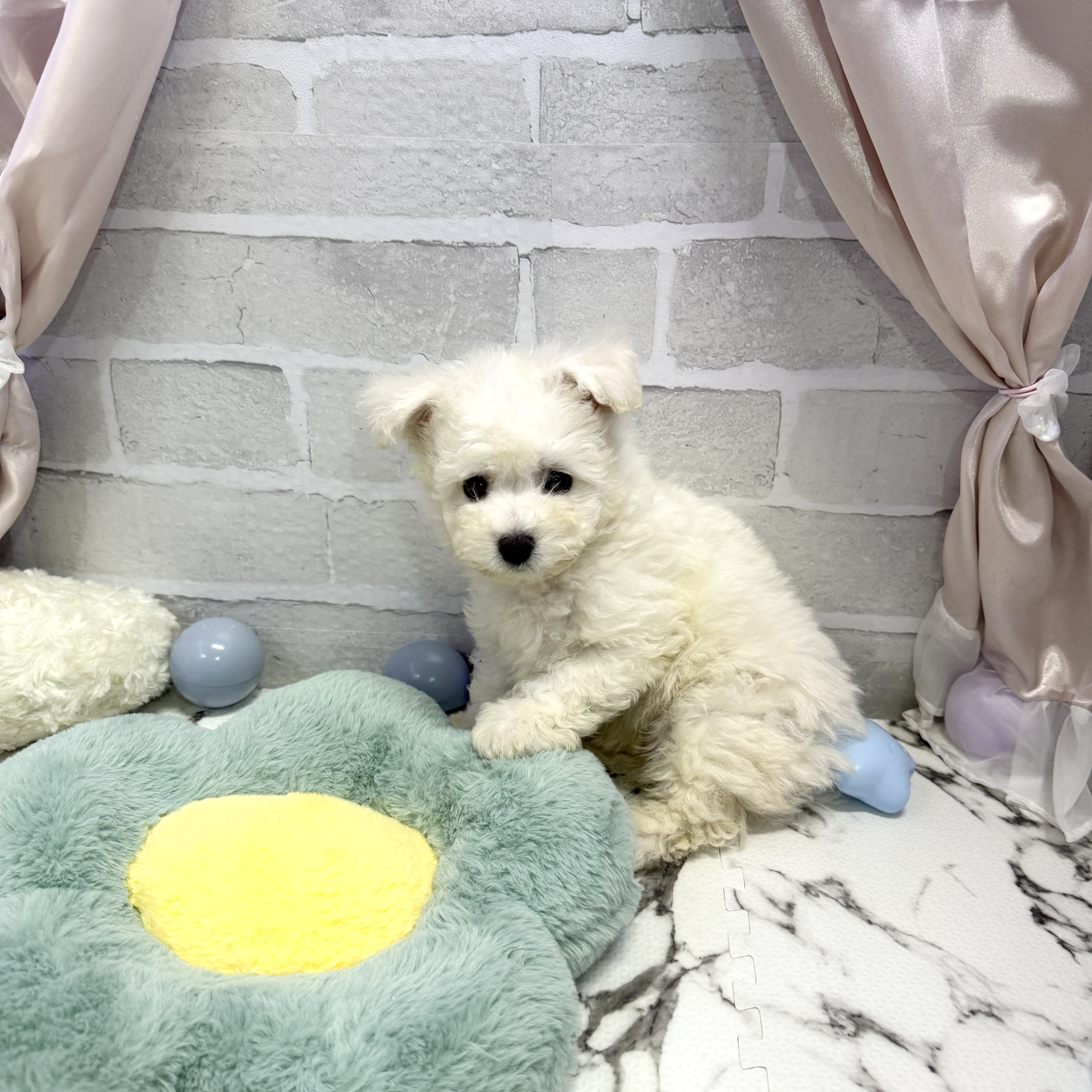 愛知県のビションフリーゼ (犬の家＆猫の里岡崎店/2025年8月9日生まれ/男の子/ホワイト)の子犬の3枚目の画像