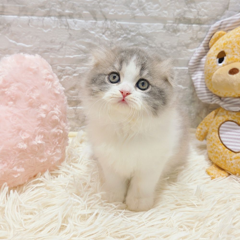 愛知県のスコティッシュフォールド (犬の家＆猫の里MiO香久山店/2025年8月10日生まれ/女の子/ブルーパッチドタビーホワイト)の子猫の3枚目の画像