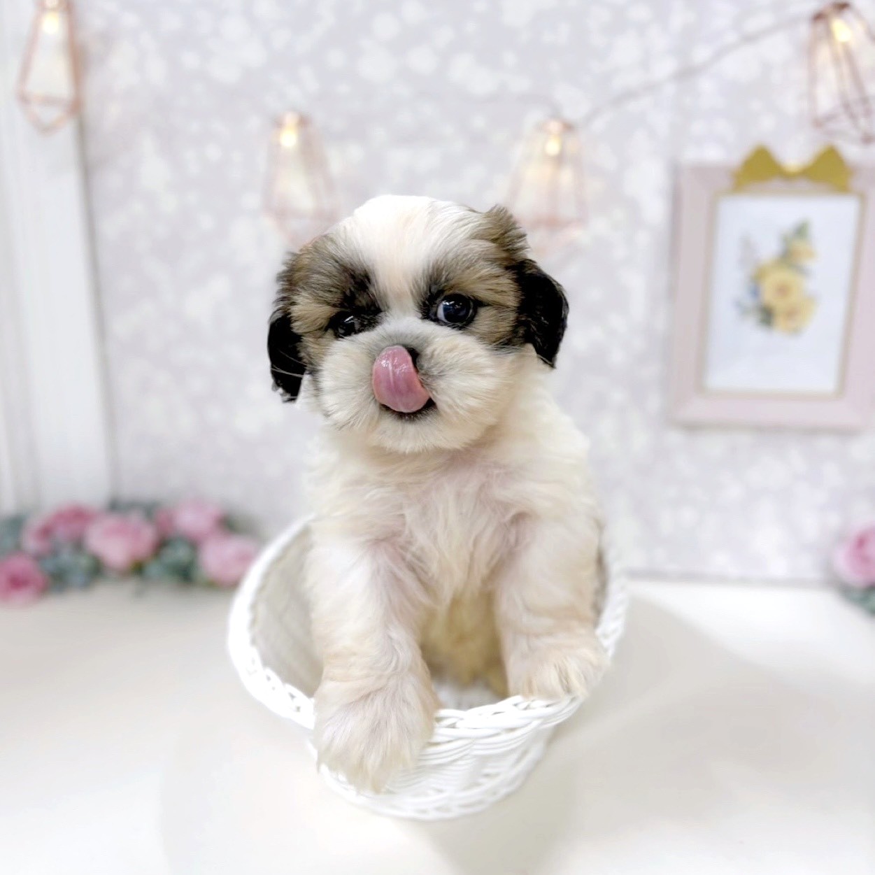 富山県のシーズー (犬の家＆猫の里アミーゴ高岡蓮花寺店/2025年8月10日生まれ/男の子/ゴールドホワイト)の子犬の3枚目の画像